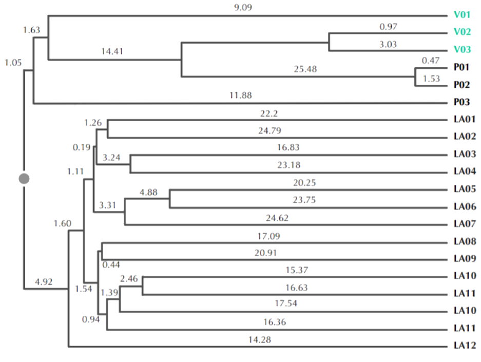 HIV strands phylogenetic tree