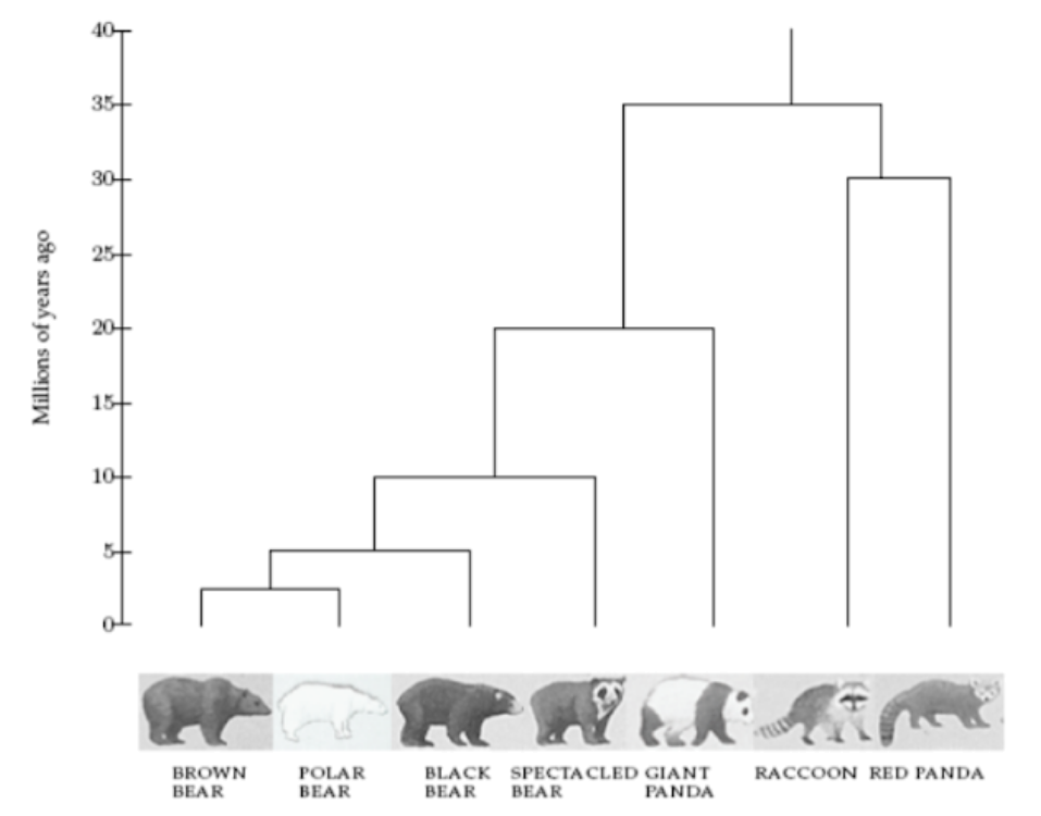 Giant panda phylogenetic tree