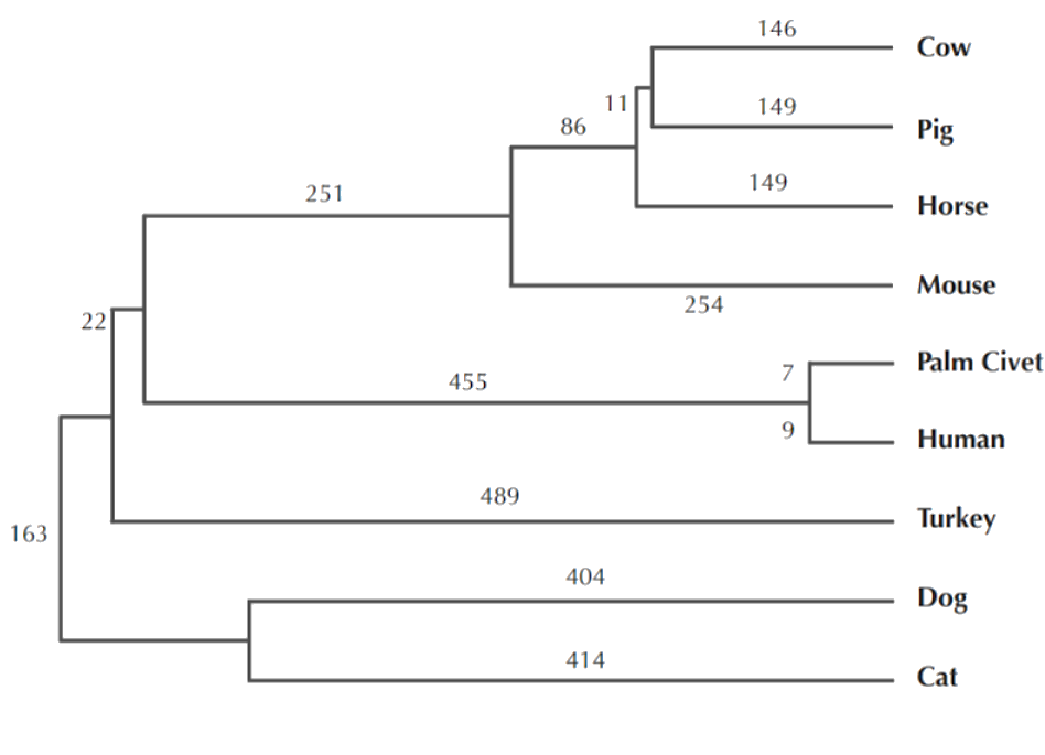 SARS strands phylogenetic tree